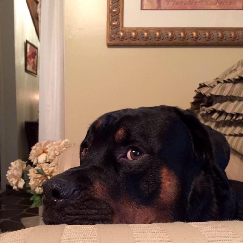 Meet your Posher, Kris